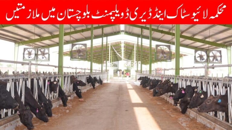 Livestock and Dairy Development Department Balochistan Jobs
